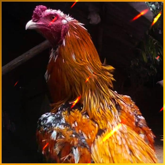 ufa cash member การพนันออนไลน์ครบวงจร มาตรฐานระดับเอเชีย